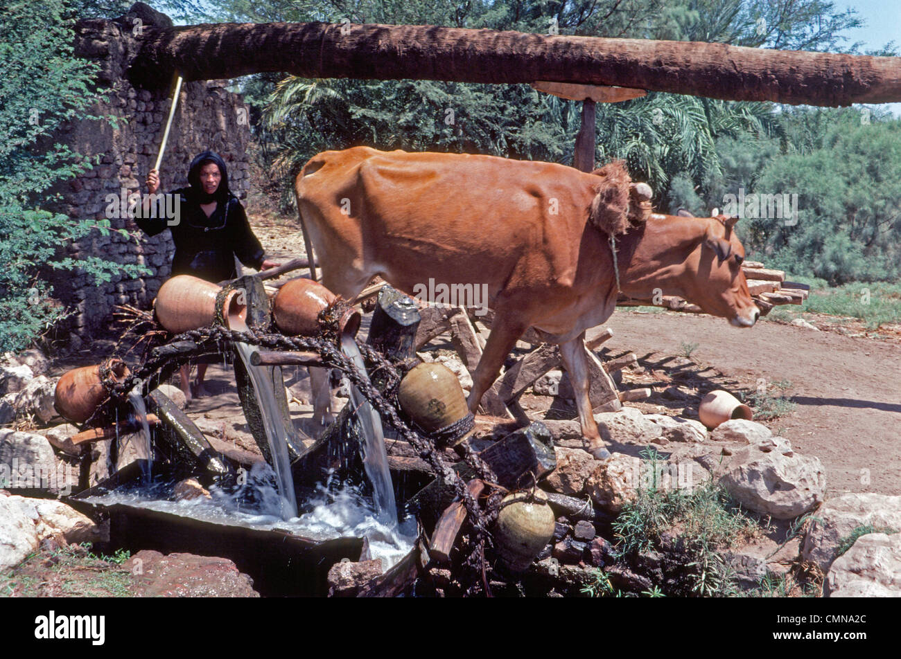 Un garçon tend un animal qui alimente une roue hydraulique à poterie pichets pour capter l'eau d'un puits pour irriguer les cultures dans les champs dans les régions rurales de l'Egypte, l'Afrique du Nord. Banque D'Images