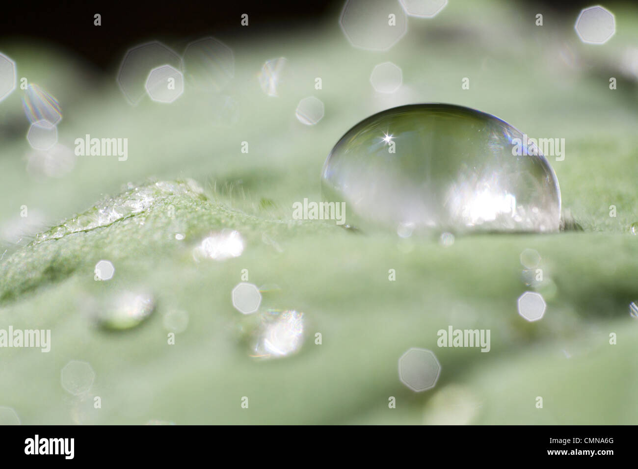 Des gouttelettes d'eau, feuille, printemps, été, nature, macro Banque D'Images