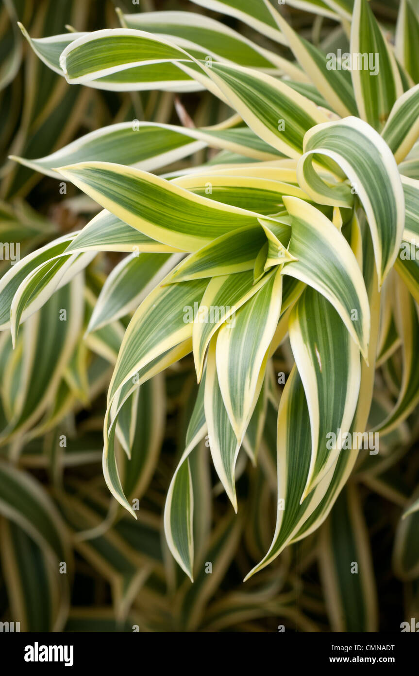 Chou palmiste plante dans un jardin botanique sur Kauai, Hawaii. Banque D'Images