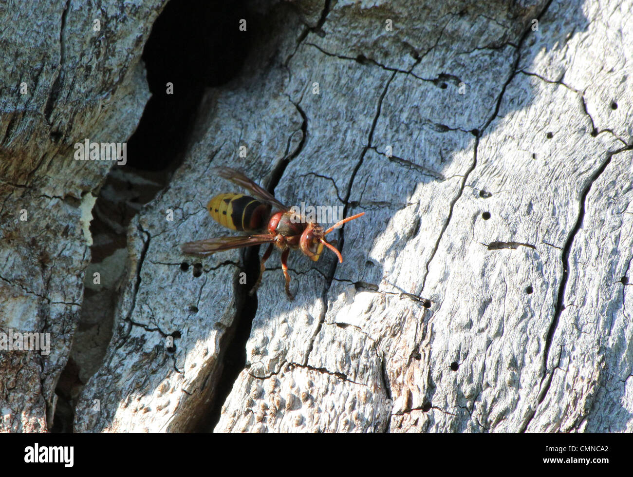 Wasp de sortir de son nid dans le bois mort Banque D'Images