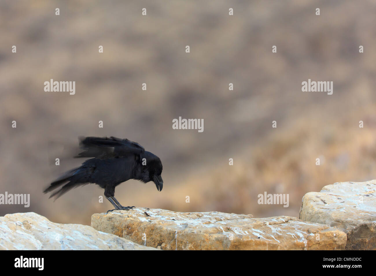 Grand corbeau (Corvus corax) secouer ses plumes au lever du soleil. Pyrénées. Lleida. La Catalogne. L'Espagne. Banque D'Images