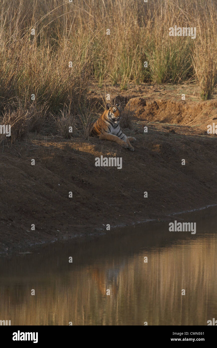 Tigres du Bengale Royal dans les prairies Banque D'Images