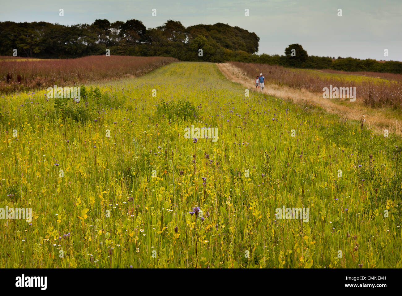 Les promeneurs passant les jachères de fleurs sauvages dans la campagne du Kent Banque D'Images