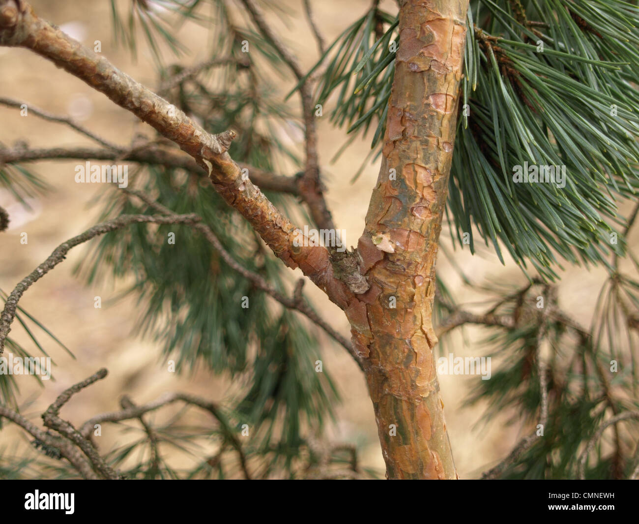 Pin, sapin / Pinus / Kiefer Banque D'Images