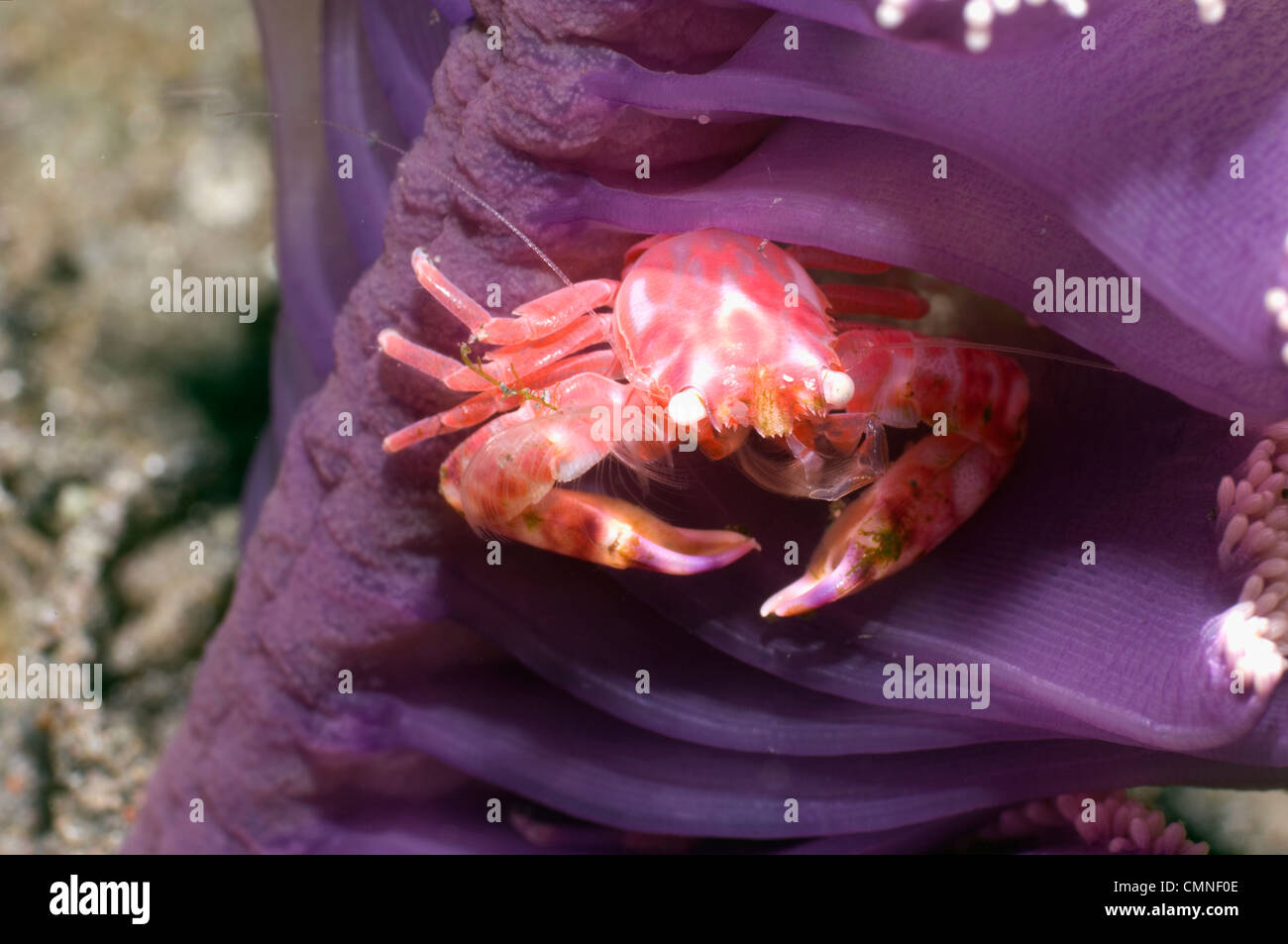 Stylo (porcelaine) crab perché en enclos où il est l'alimentation du filtre. Rinca, Indonésie. Banque D'Images