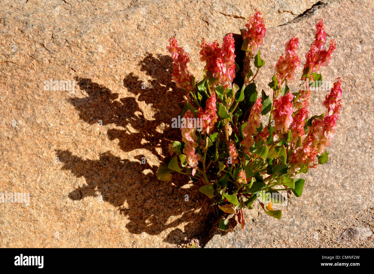 De plus en plus Fleur du désert dans les fissures sur la surface rocheuse de granit naturel Banque D'Images