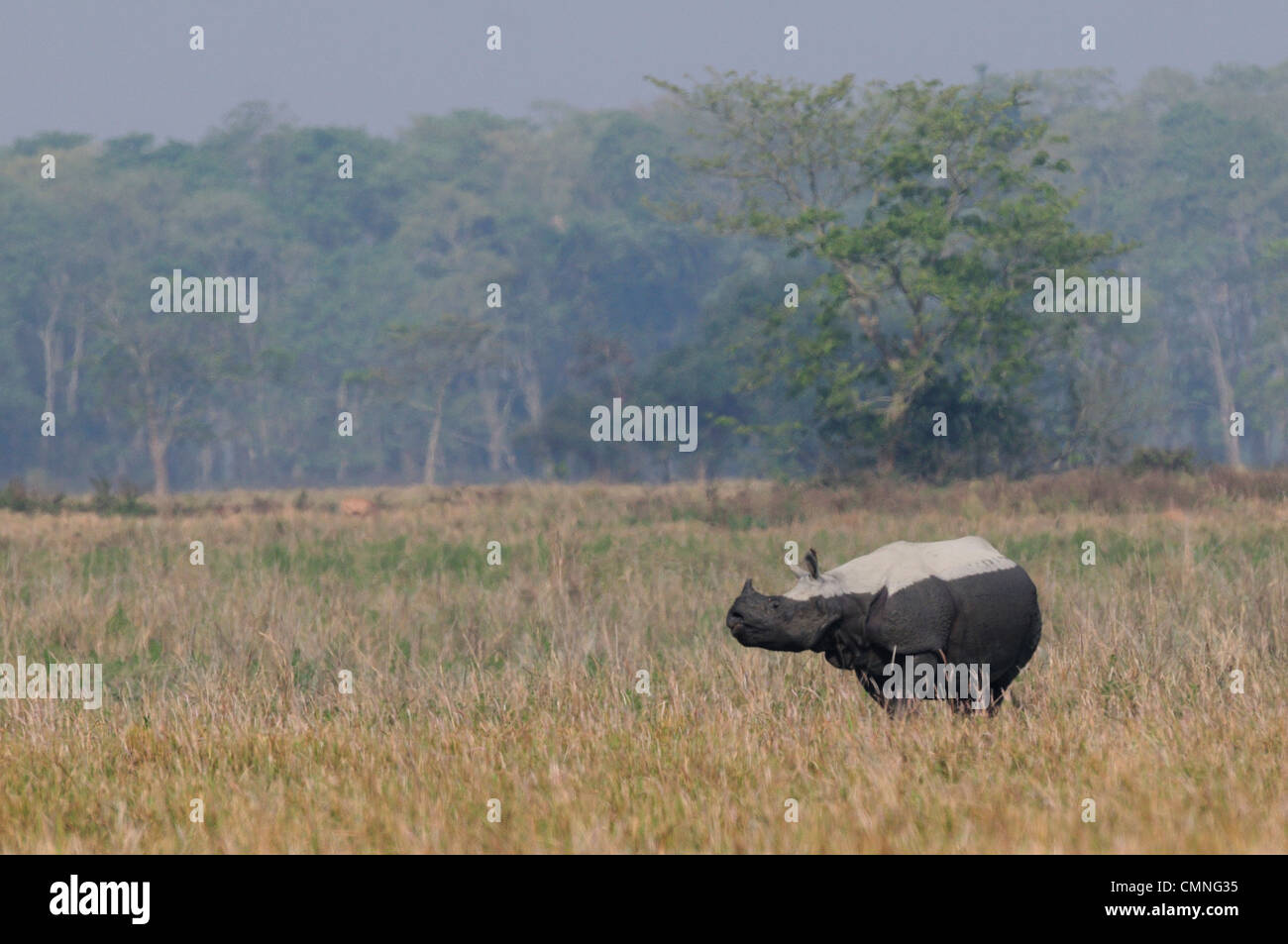 Rhino, rhinocéros indien (Rhinoceros unicornis) Banque D'Images