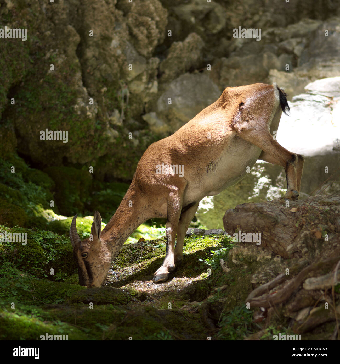 Chèvre sauvage 'Kri-Kri' dans les montagnes de Samarie, Crète Grèce. Banque D'Images