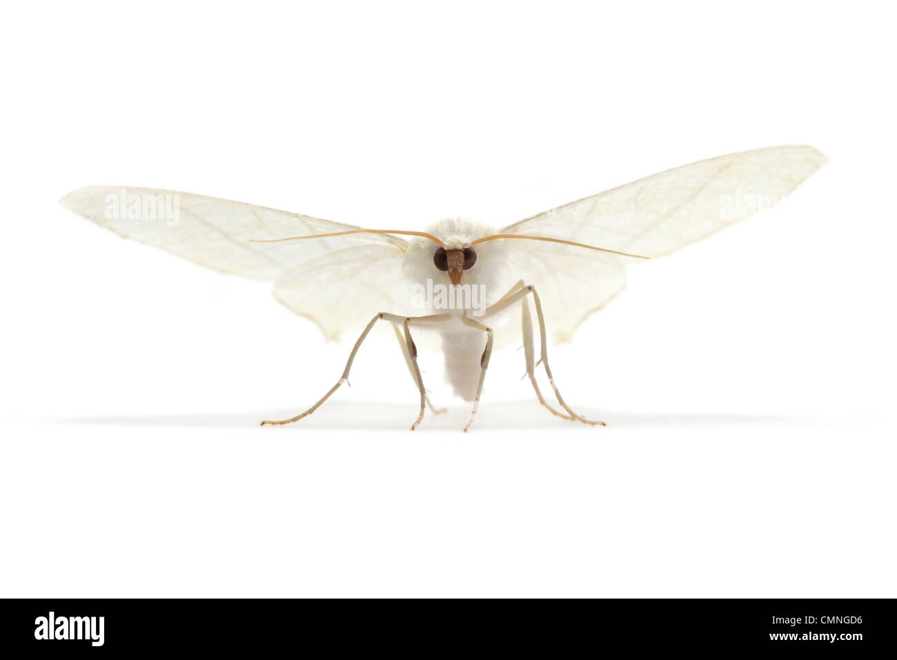 Ourapteryx sambucaria (c) photographié sur un fond blanc. Le Derbyshire, Royaume-Uni. Juillet. Banque D'Images