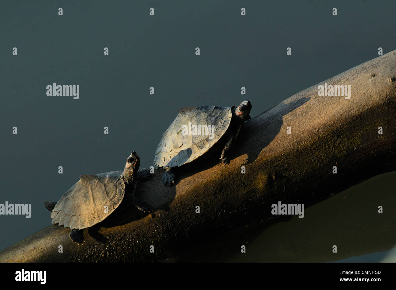Tente indienne (tortue Pangshura tentoria Photo Stock - Alamy