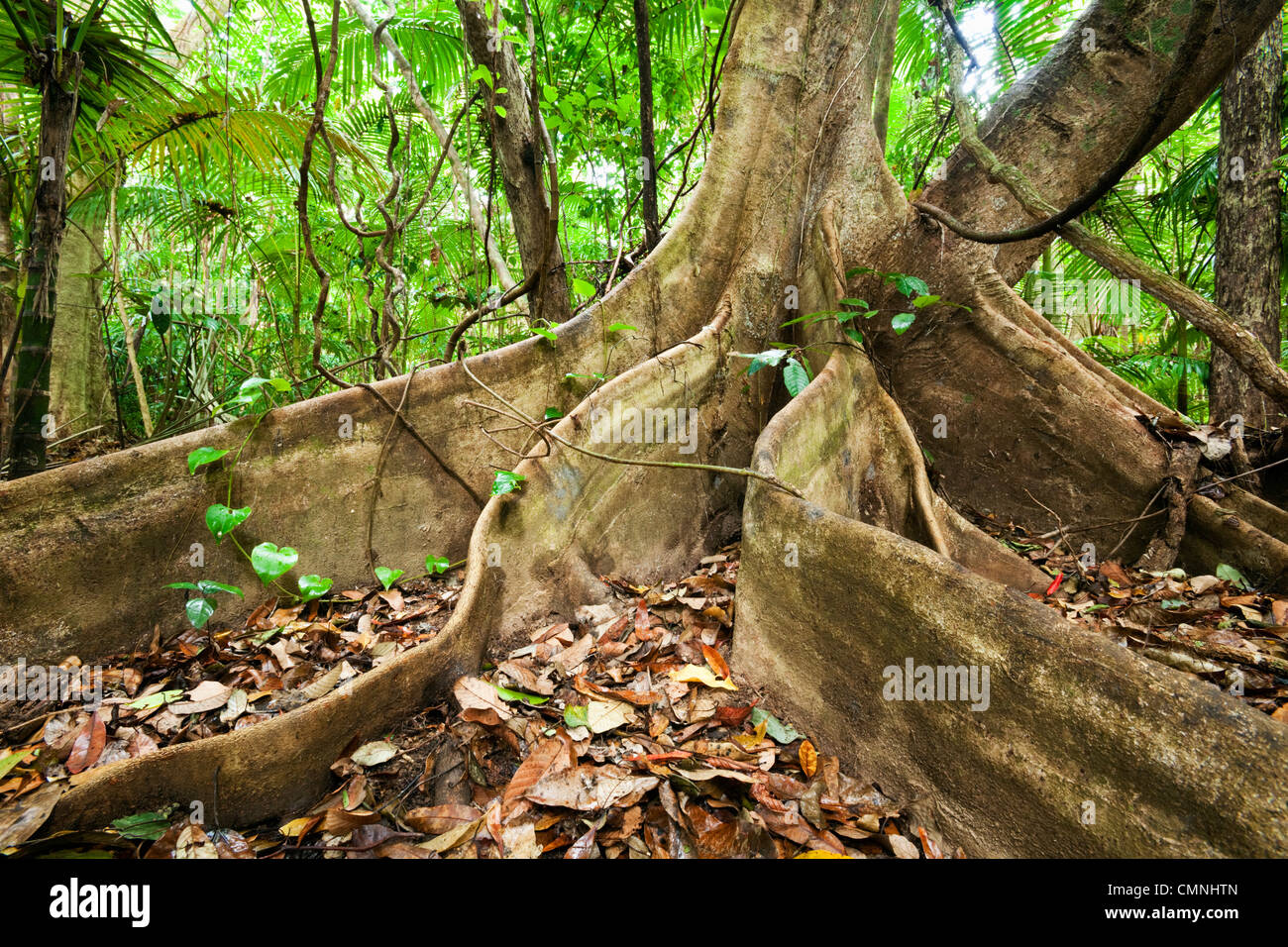 Butress racines d'un arbre. Parc national de Daintree, Queensland, Australie Banque D'Images