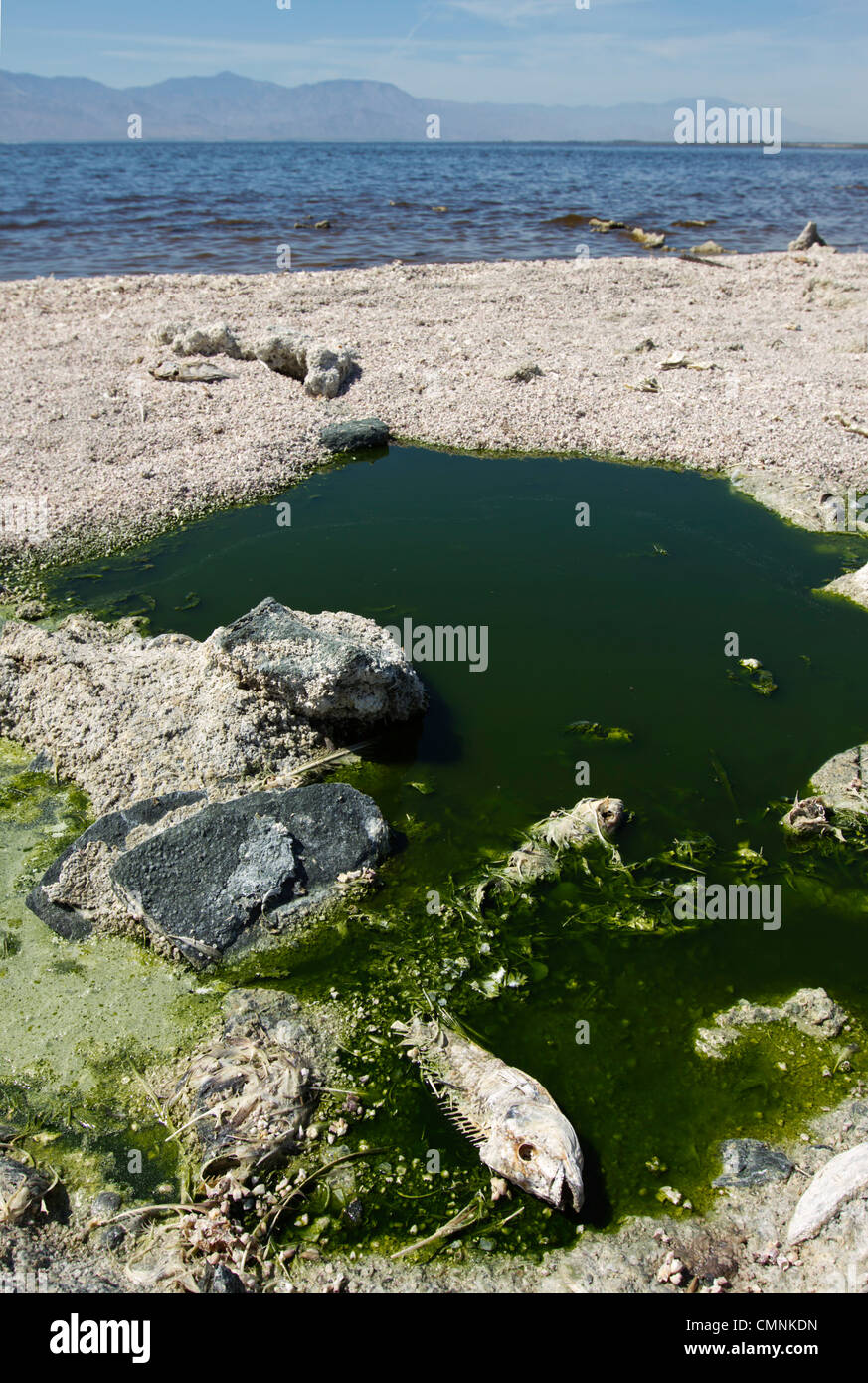 Salton Sea (Californie). Banque D'Images