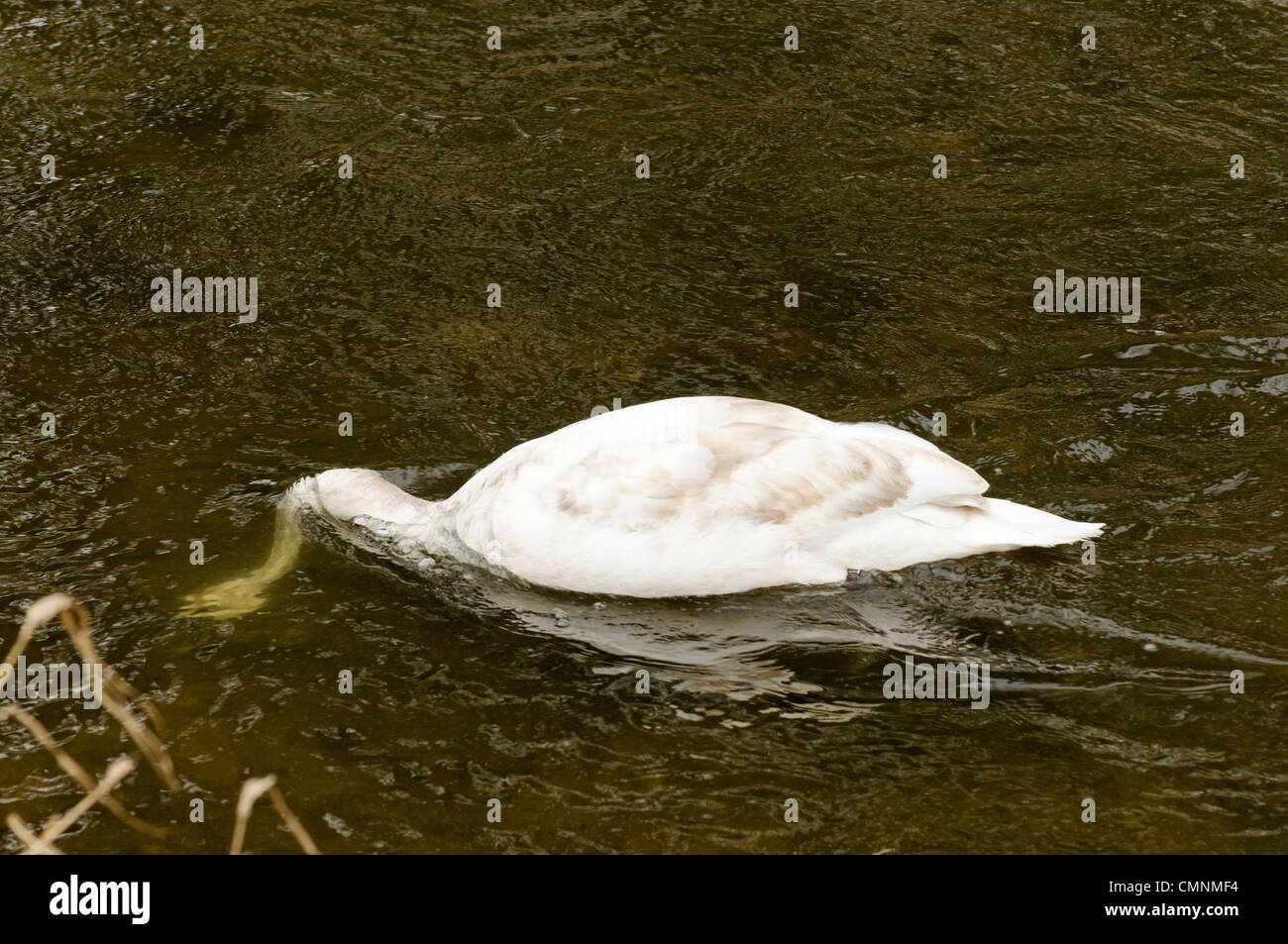 Un cygne Muet qui se nourrit d'une rivière peu profonde Banque D'Images