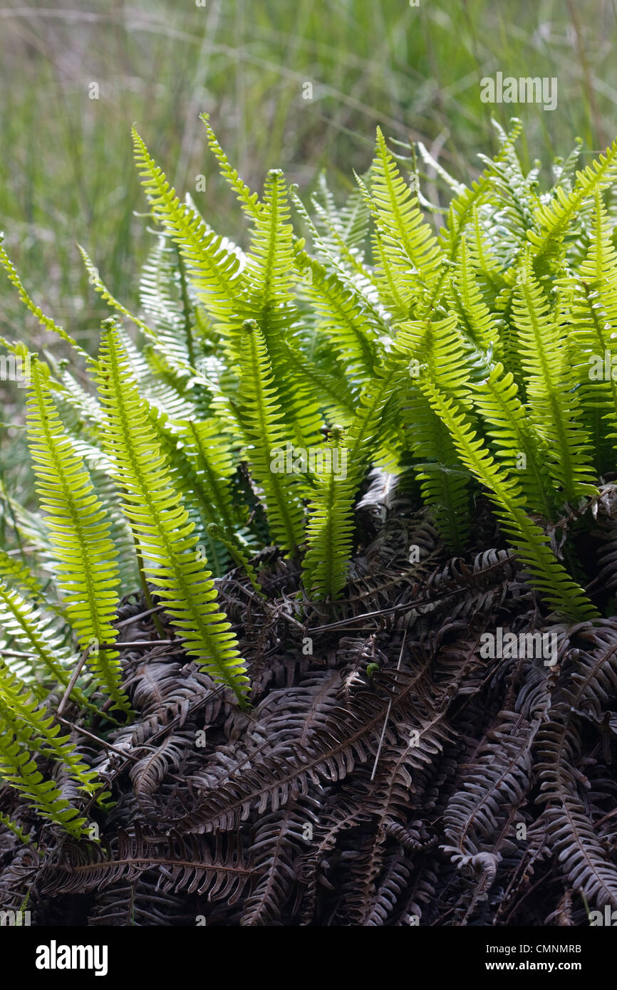 Le cercle de vie : dead et frais, de nouvelles feuilles de Fougère Blechnum spicant (cerf) au printemps. Banque D'Images