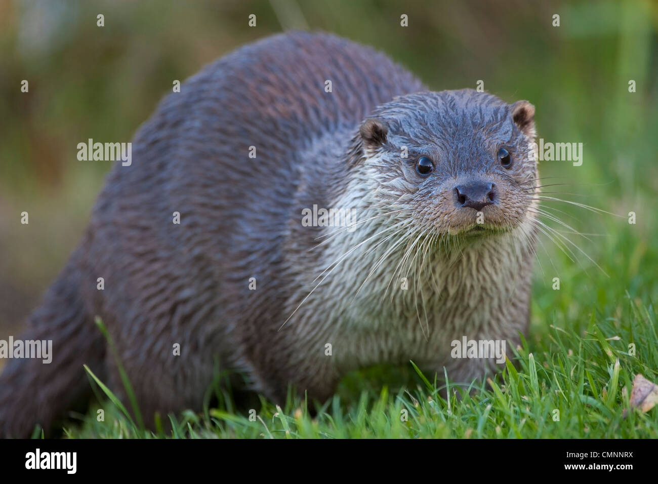 Loutre d'Europe (Lutra lutra) avec fourrure humide sortant d'une rivière Banque D'Images