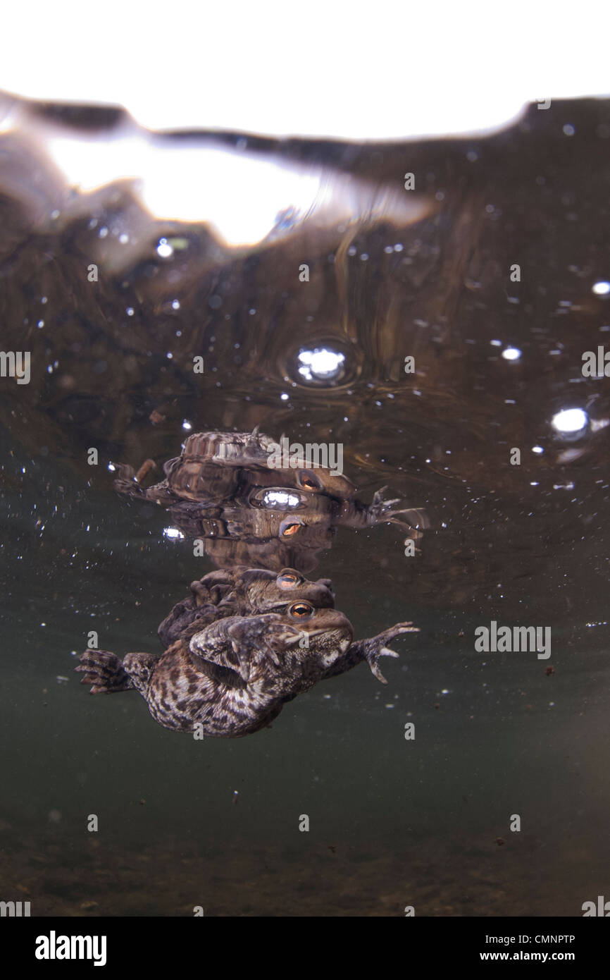 Les crapauds communs Banque D'Images