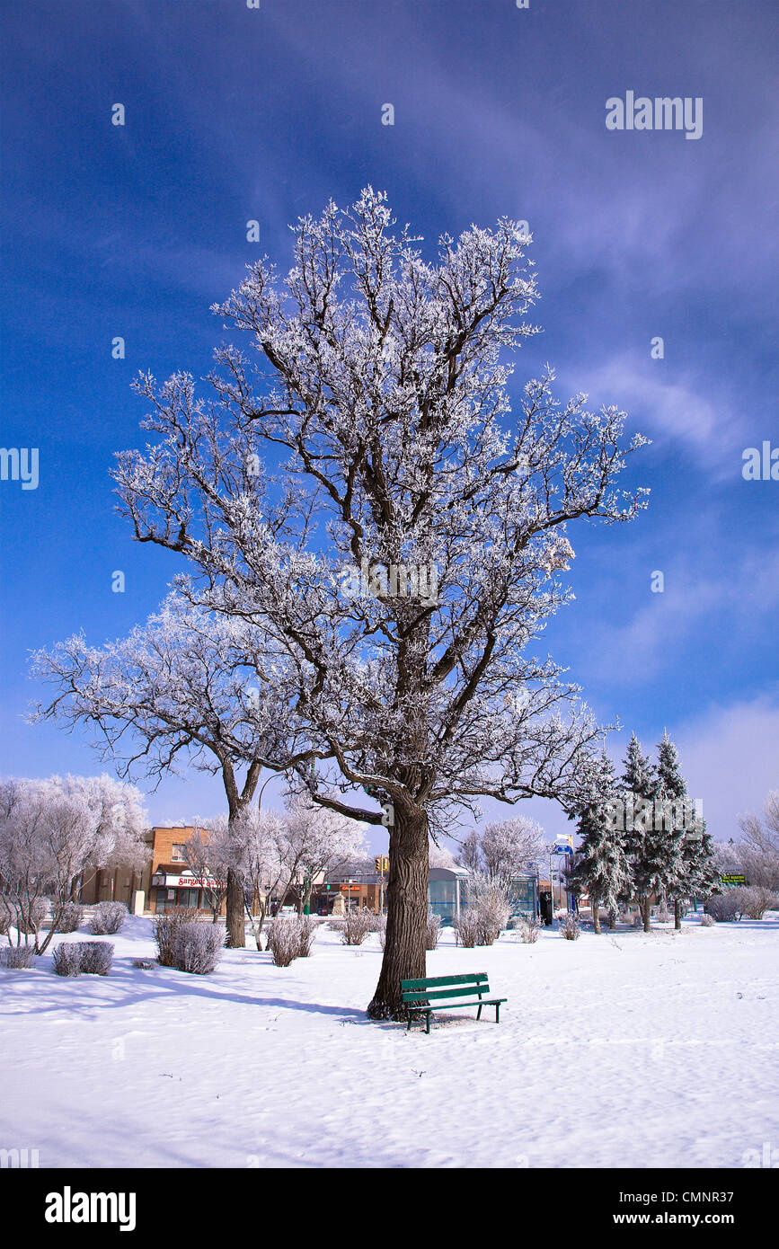 Matin d'hiver glacial, Parc Assiniboine, Winnipeg, Manitoba Banque D'Images
