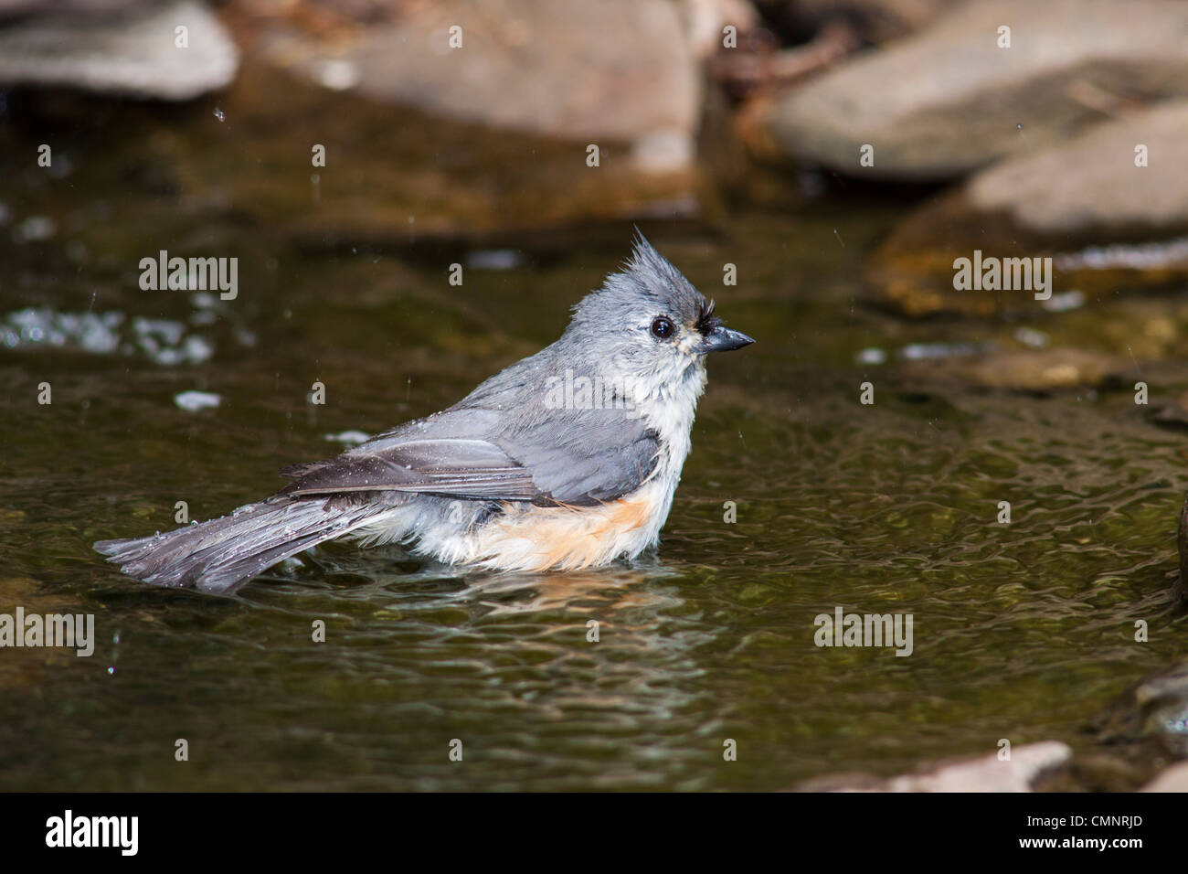 Mésange bicolore, Baeolophus bicolor, à prendre un bain dans l'étang d'arrière-cour McLeansville, Caroline du Nord. Banque D'Images