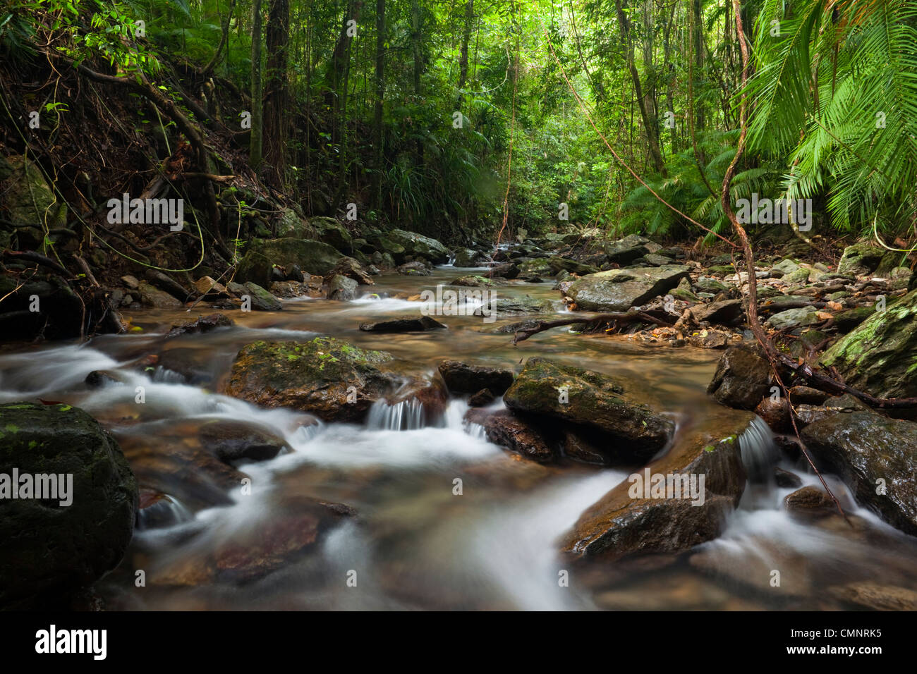 Rainforest creek à Crystal Cascades - un trou d'eau douce avec populaires près de Cairns, Queensland, Australie Banque D'Images