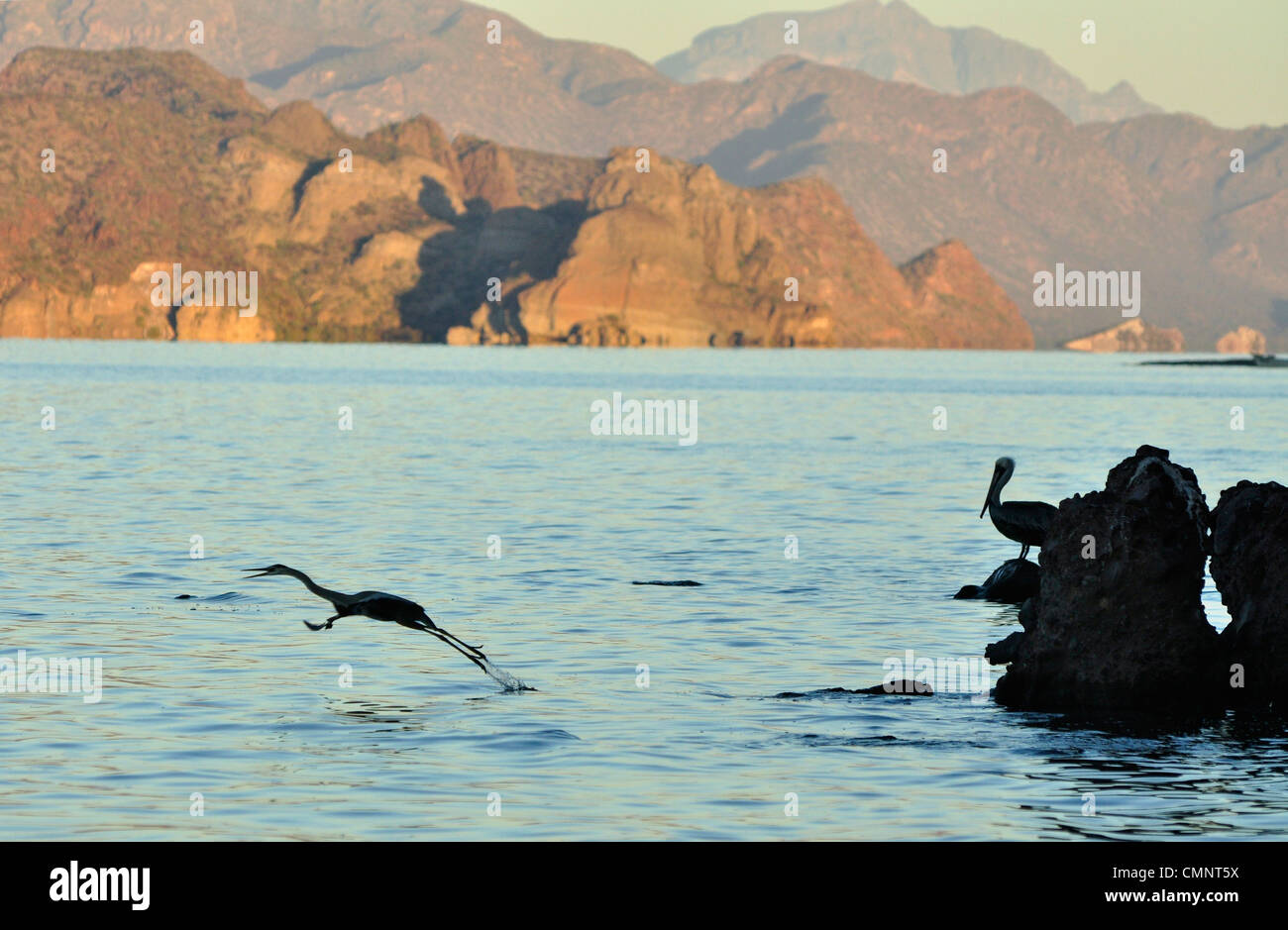 Grand Héron en vol avec pelican, à proximité du Parc National de la Baie de Loreto, Mer de Cortez, Baja California, Mexique. Banque D'Images