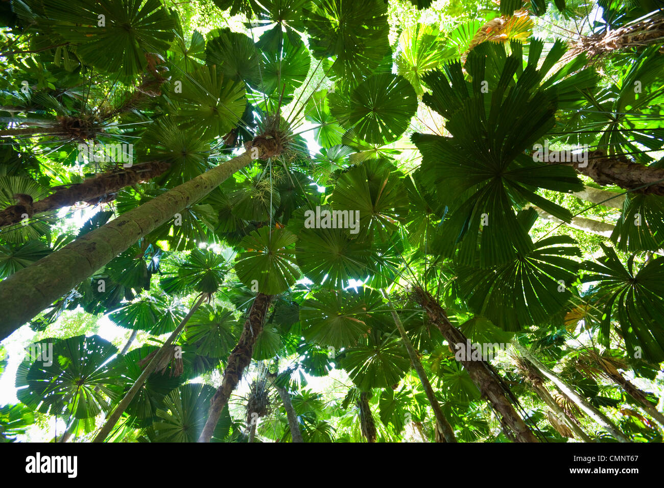 Palm Licuala forêt tropicale à Cape Tribulation, parc national de Daintree, Queensland, Australie Banque D'Images