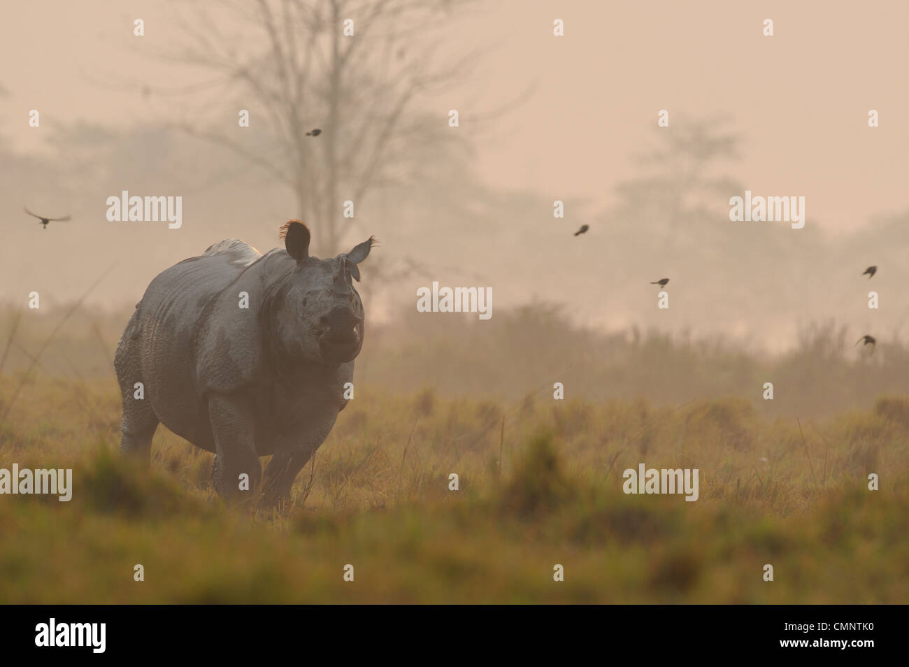 Rhino, rhinocéros indien (Rhinoceros unicornis) Banque D'Images
