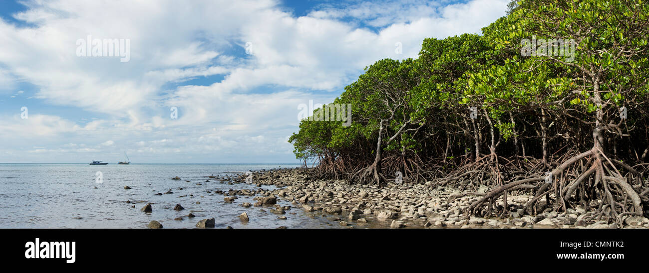 Forêt de mangrove à marée basse. Cape Tribulation Beach, parc national de Daintree, Queensland, Australie Banque D'Images