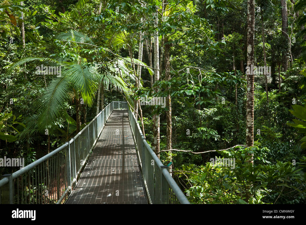 Promenade Aérienne à la forêt tropicale de Daintree Discovery Centre. Parc national de Daintree, Queensland, Australie Banque D'Images
