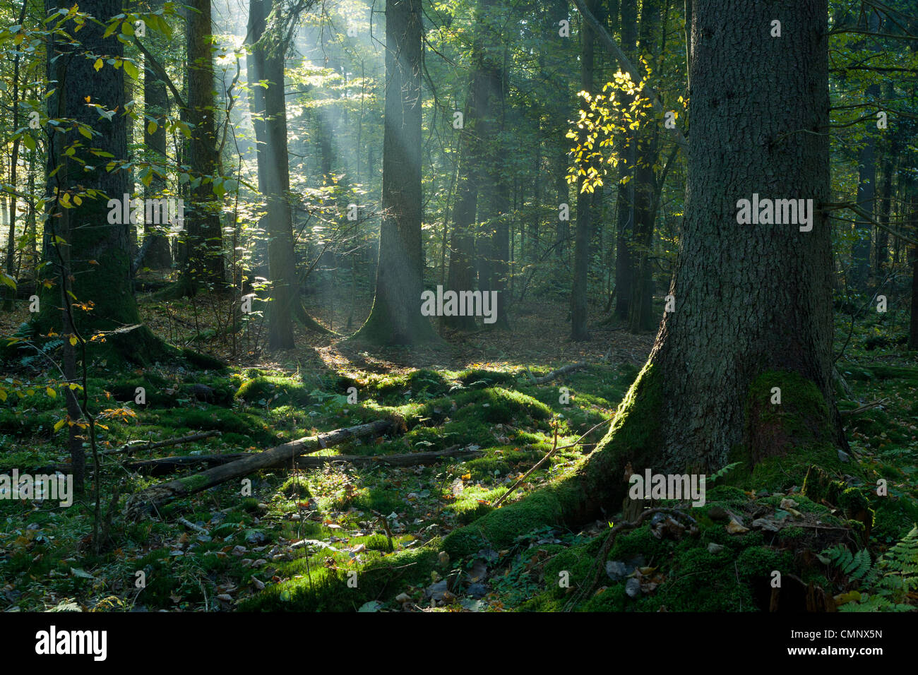 Sunbeam entrant en peuplement mélangé matin d'automne avec de vieux chêne en premier plan Banque D'Images