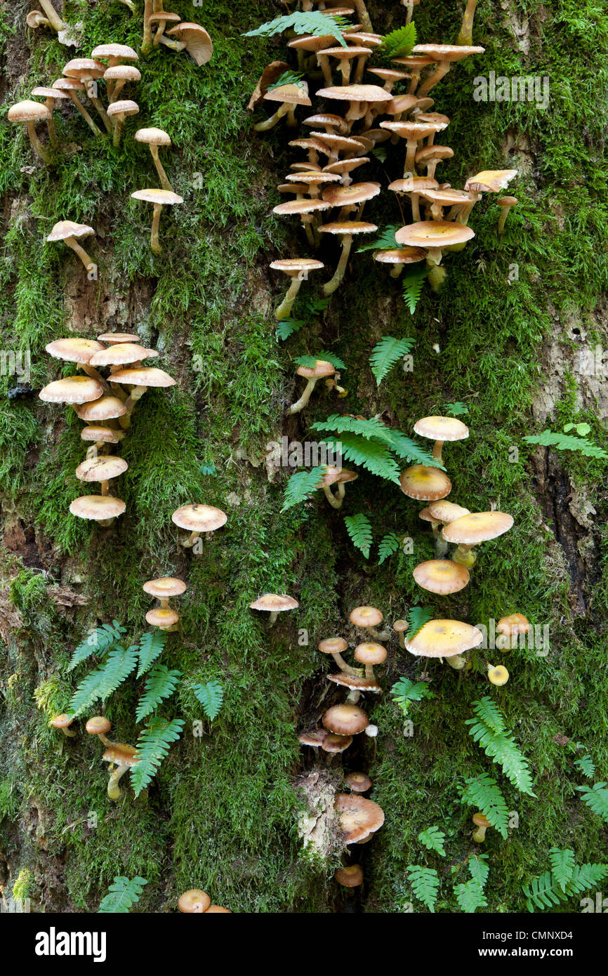 La mousse de chêne monumental enveloppé avec beaucoup de fougères et de champignons le polypode commun Banque D'Images