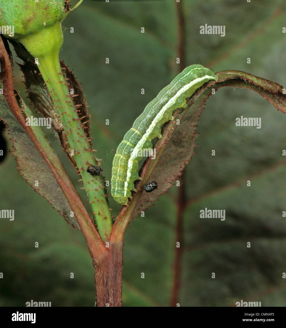 Assombri drab (Orthosia incerta) chenille endommagée sur le bouton floral rose Banque D'Images