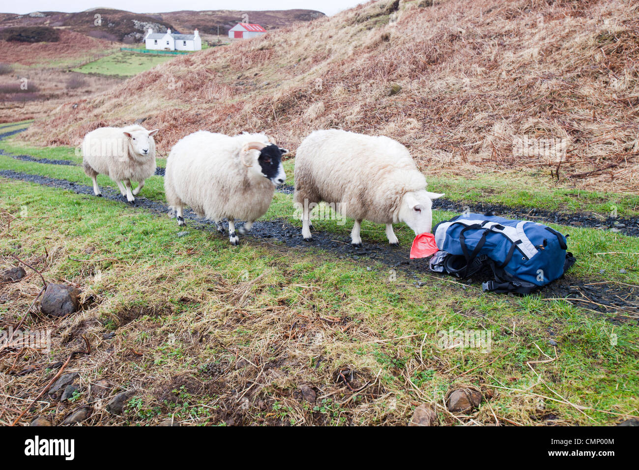 Trois moutons à Portnalong, Isle of Skye, Scotland, UK, enquêter sur un sac à dos. Banque D'Images
