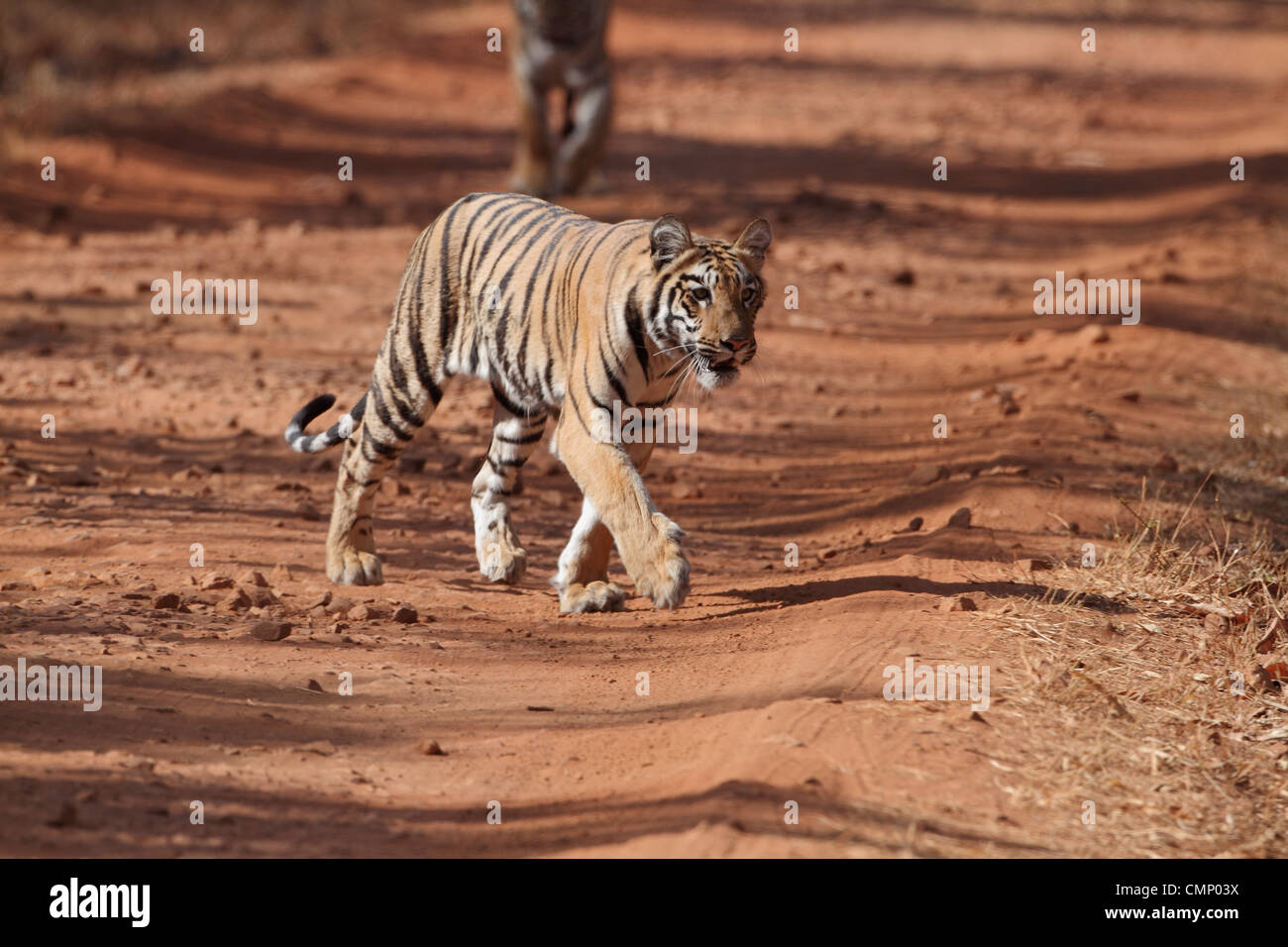 Tiger Cub dans Tadoba Andhari Tiger Réserver Banque D'Images