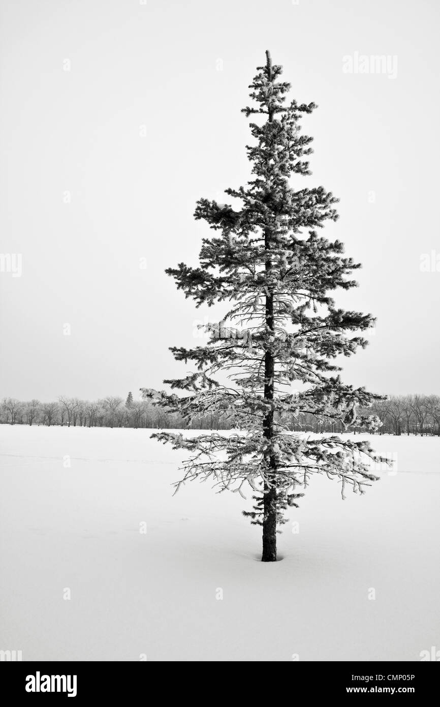 Arbre isolé en hiver, parc Assiniboine, Winnipeg, Manitoba Banque D'Images