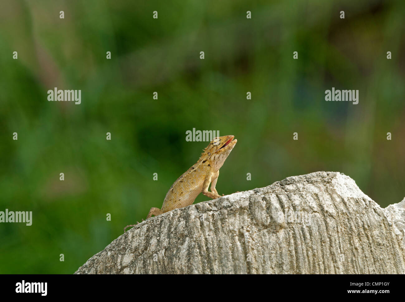 Lézard Calotes versicolor Changable, femelle, brun jaunâtre typique avec la couleur, la Thaïlande Banque D'Images