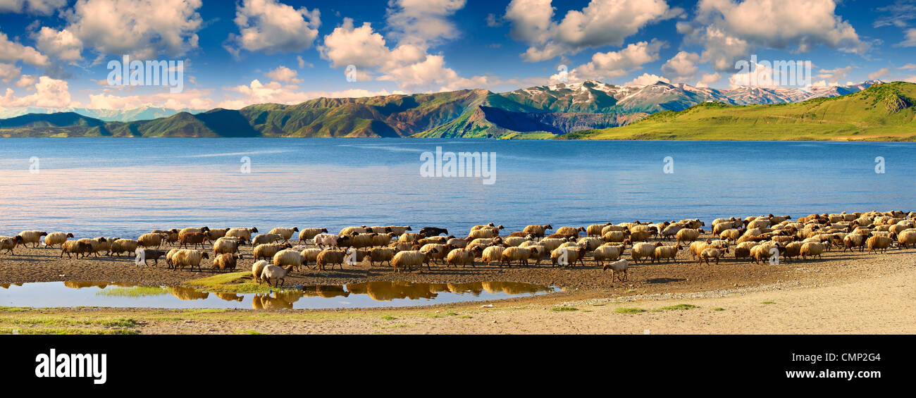 Rivage de l'eau salée du lac de Van avec un troupeau de moutons, l'Est de la Turquie Banque D'Images