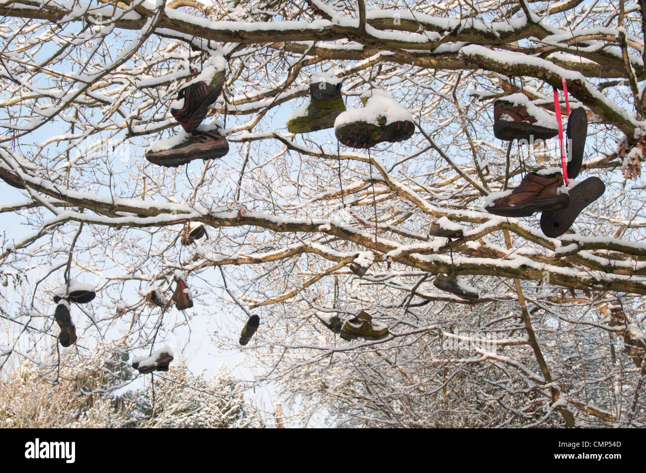 Plusieurs Chaussures et bottes accroché dans un arbre, couvert de neige Banque D'Images