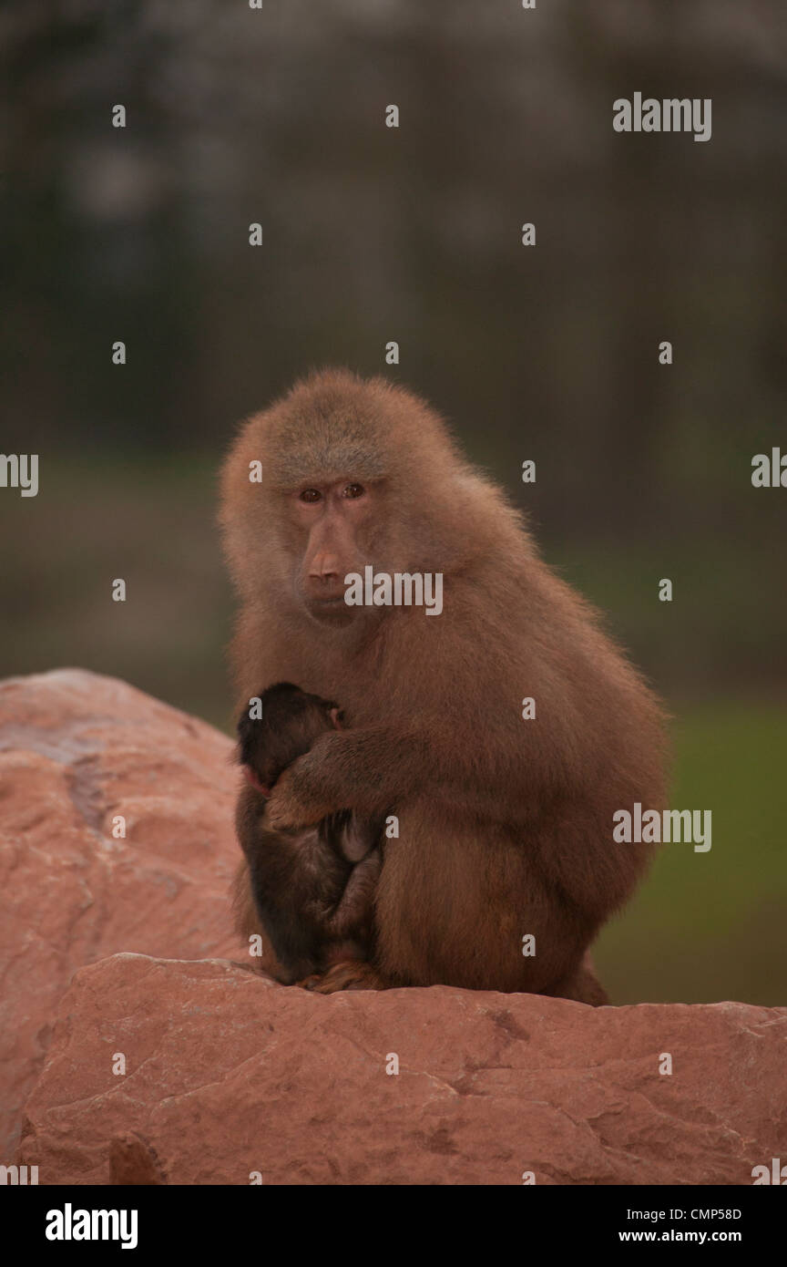 Hamadryas Papio hamadryas baboon ( ) pour la mère et le nouveau-né Banque D'Images