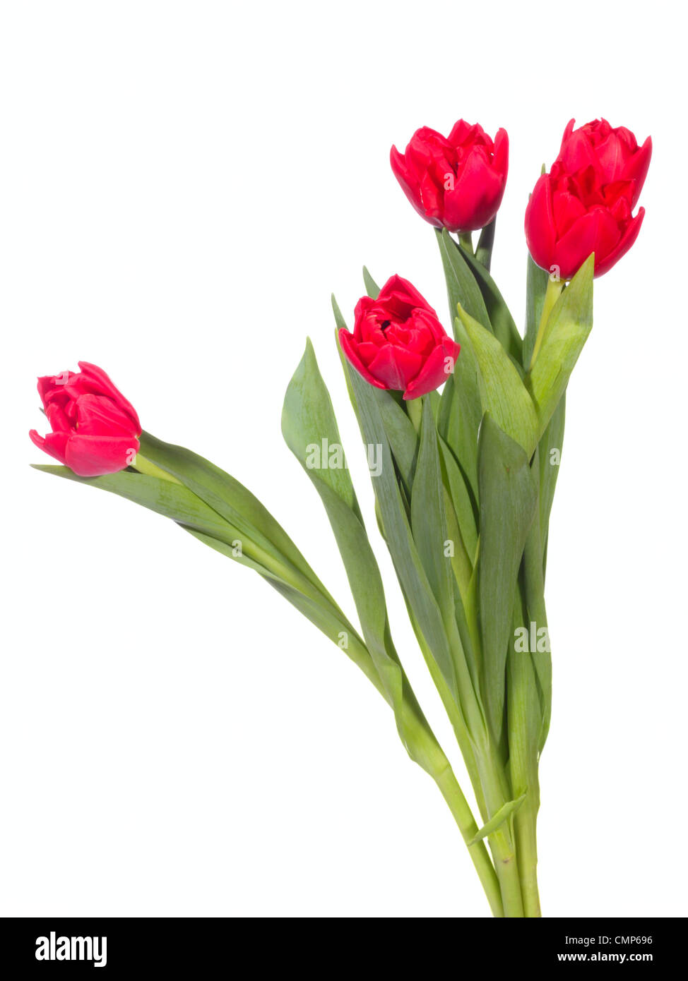 Bouquet de tulipes rouges sur fond blanc Banque D'Images