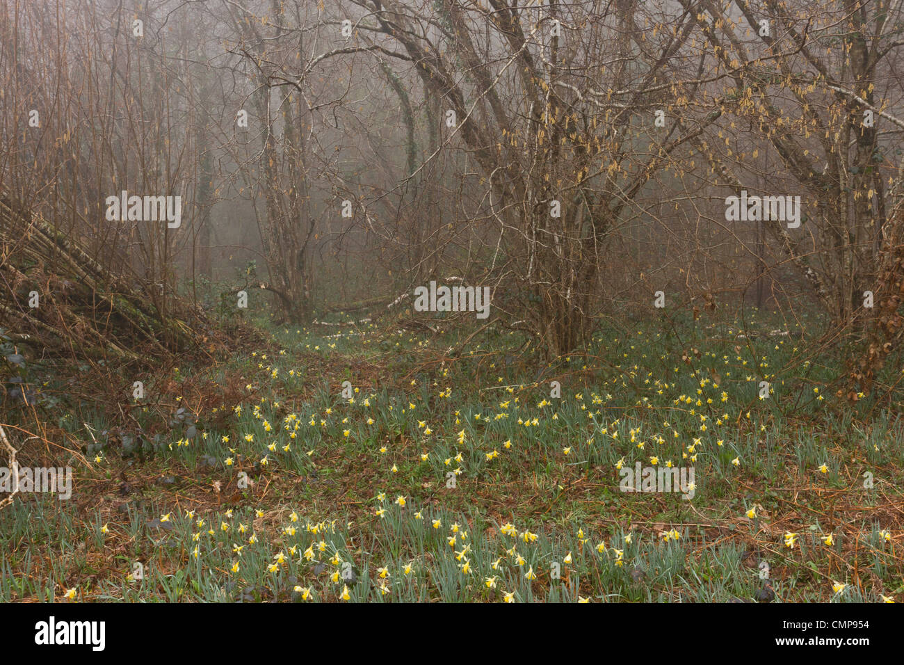 Les jonquilles sauvages sur un matin brumeux dans la Teign Valley, dans la région de Dunsford et Meadhaydown Woods, Dartmoor, Devon Banque D'Images