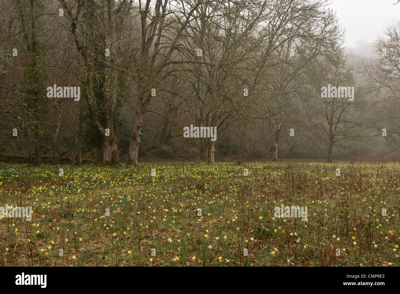 Les jonquilles sauvages sur un matin brumeux dans la Teign Valley, dans la région de Dunsford et Meadhaydown Woods, Dartmoor, Devon Banque D'Images