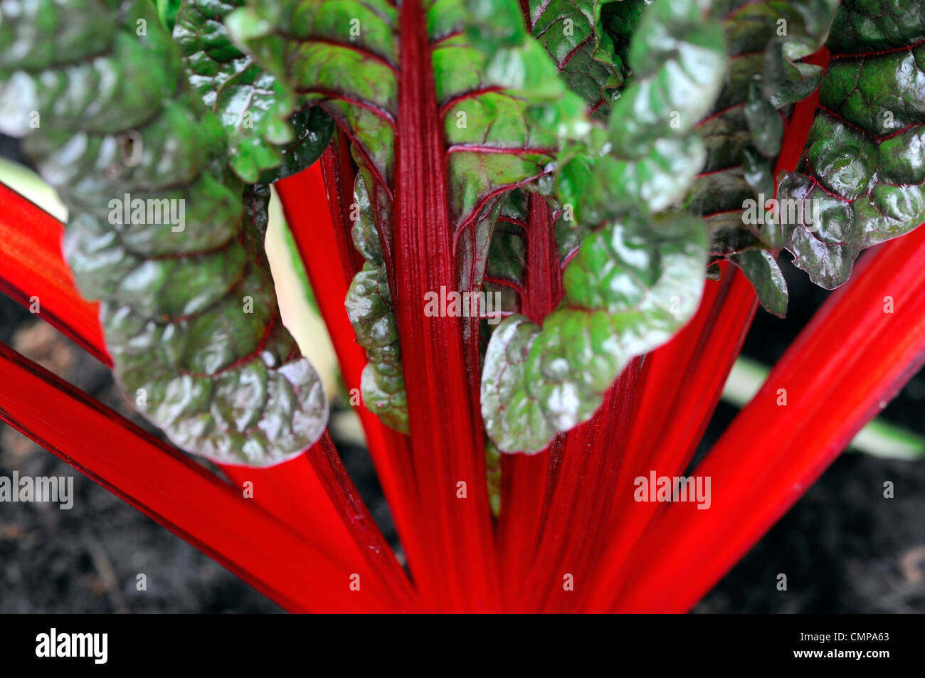 Beta vulgaris rhubarb chard rubis usine plans rapprochés de plus en plus de légumes comestibles portraits Tiges rouge vif veiné vert feuilles nervures Banque D'Images