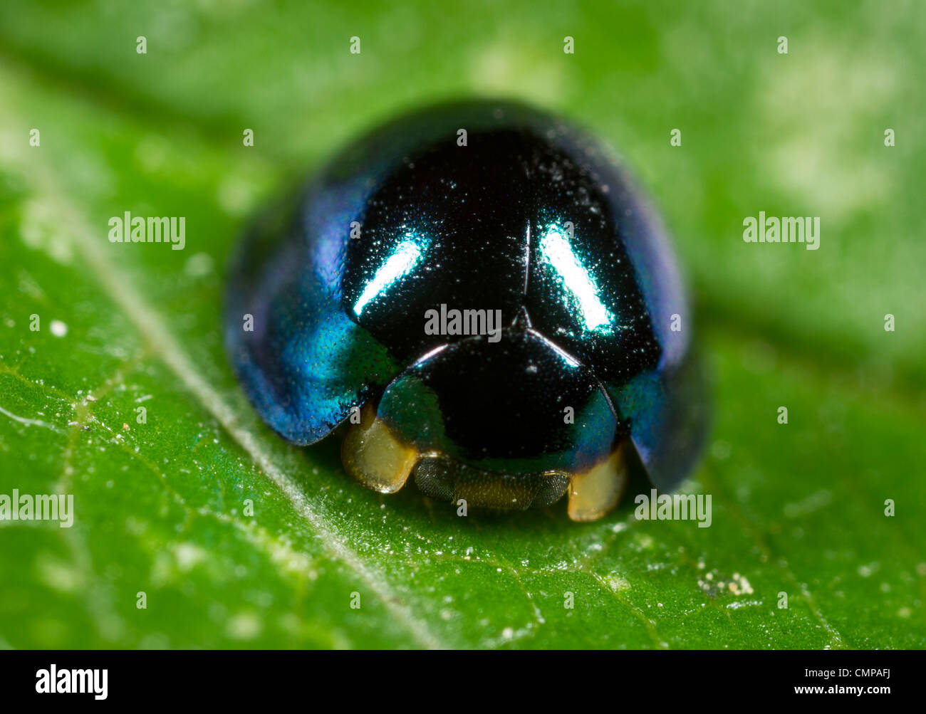 Acier bleu coccinelle (Halmus chalybeus), introduit en Nouvelle-Zélande, de  l'Australie pour contrôler les ravageurs des agrumes tels que l'échelle  Photo Stock - Alamy
