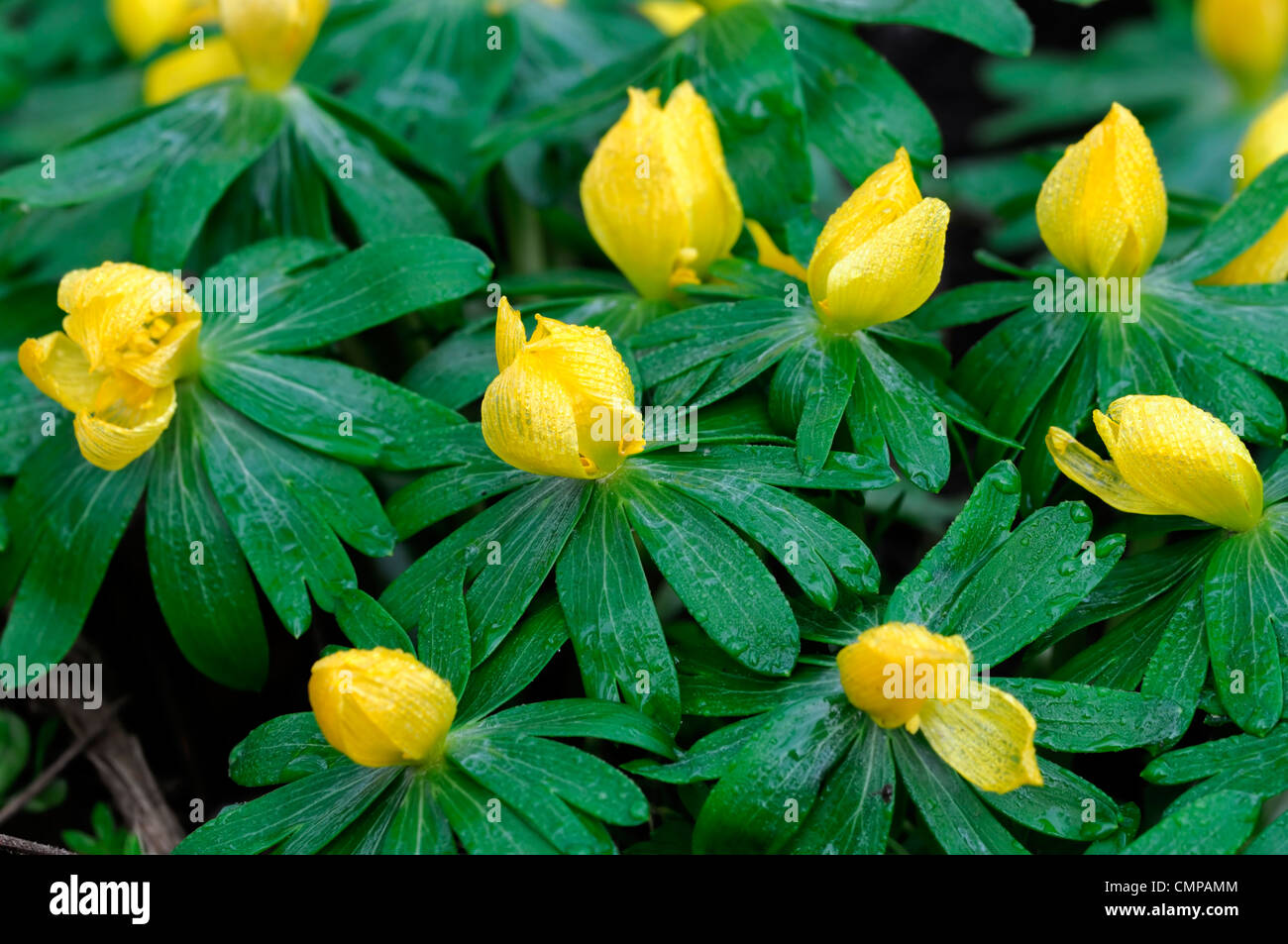 Eranthis hyemalis aconites aconit d'hiver fleurs jaune tapis forestiers bois naturaliser naturalisés Banque D'Images