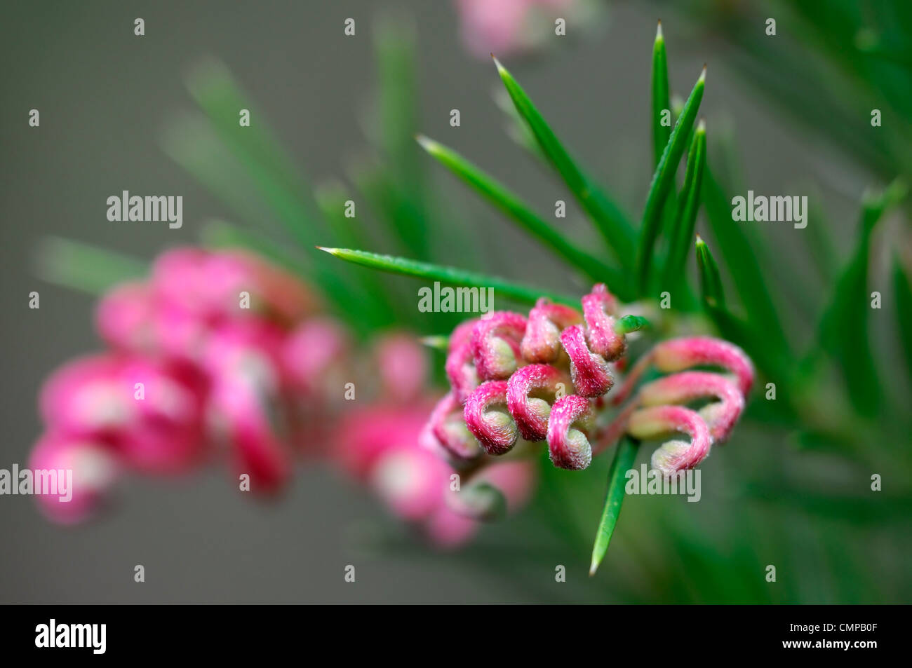 Grevillea Banksii Canberra Gem syn synonyme rose fleur fleur fleur araignée Grevillea rosmarinifolia buissonnante-arrondie evergr Banque D'Images Grevillea Banksii Canberra Gem syn synonyme rose fleur fleur fleur araignée Grevillea rosmarinifolia buissonnante-arrondie evergr Banque D'Images