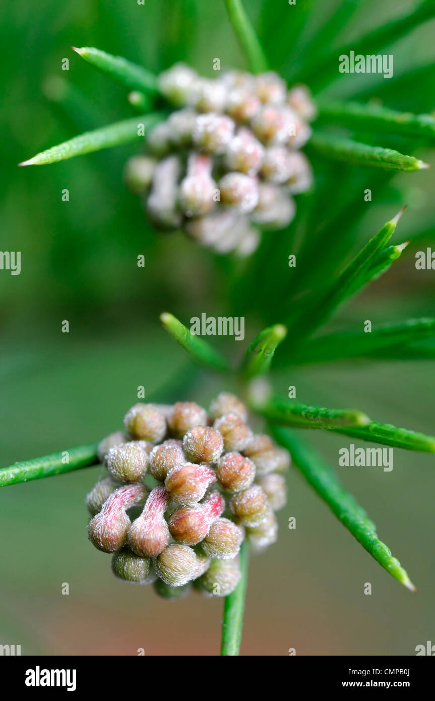 Grevillea Banksii Canberra Gem syn synonyme rose fleur fleur fleur araignée Grevillea rosmarinifolia buissonnante-arrondie evergr Banque D'Images Grevillea Banksii Canberra Gem syn synonyme rose fleur fleur fleur araignée Grevillea rosmarinifolia buissonnante-arrondie evergr Banque D'Images
