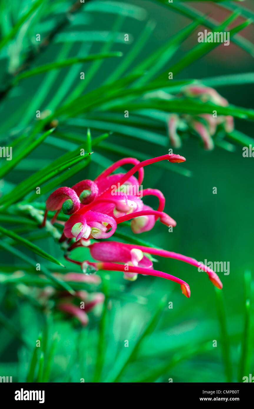 Grevillea Banksii Canberra Gem syn synonyme rose fleur fleur fleur araignée Grevillea rosmarinifolia buissonnante-arrondie evergr Banque D'Images Grevillea Banksii Canberra Gem syn synonyme rose fleur fleur fleur araignée Grevillea rosmarinifolia buissonnante-arrondie evergr Banque D'Images