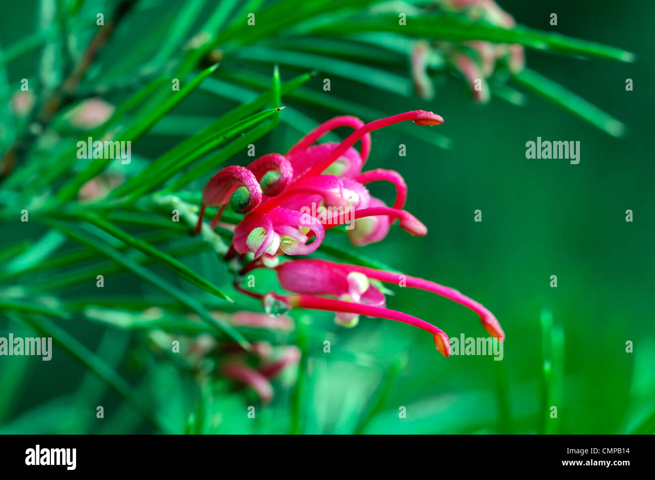 Grevillea Banksii Canberra Gem syn synonyme rose fleur fleur fleur araignée Grevillea rosmarinifolia buissonnante-arrondie evergr Banque D'Images Grevillea Banksii Canberra Gem syn synonyme rose fleur fleur fleur araignée Grevillea rosmarinifolia buissonnante-arrondie evergr Banque D'Images