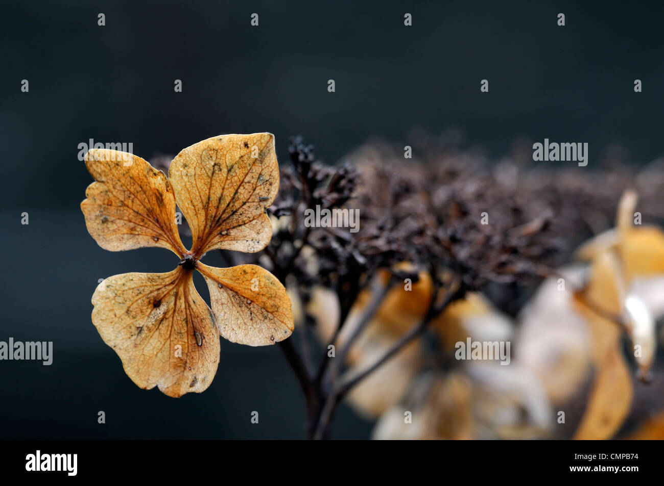 Hydrangea macrophylla annonce sonnengruss tête semences seedheads capitule flowerhead plans rapprochés close-ups fleurs fleurs fleurs Banque D'Images