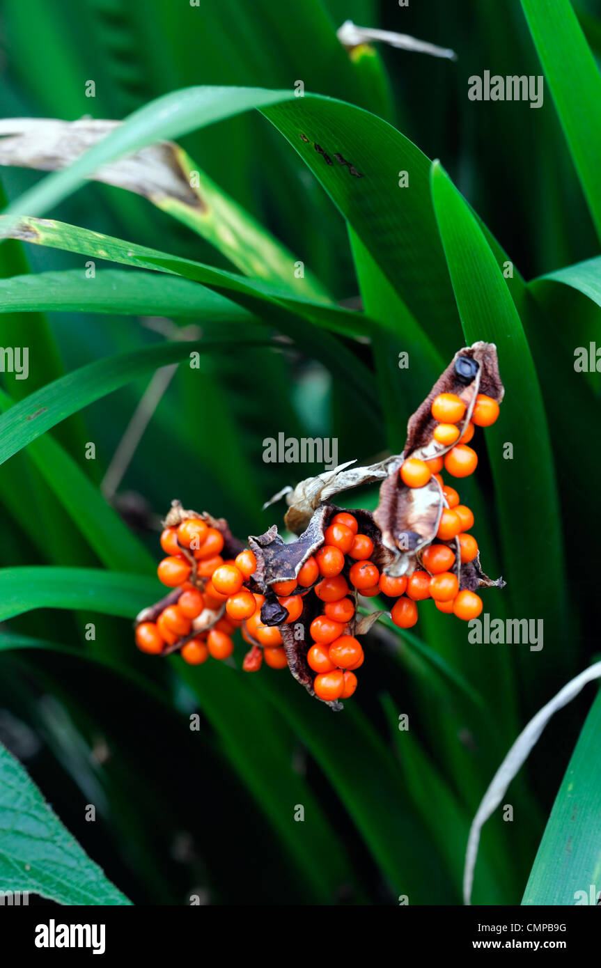 Iris foetidissima gladwyn puant de petits fruits petits fruits orange vif ouvert pod seedheads fruits graines d'automne automne Banque D'Images